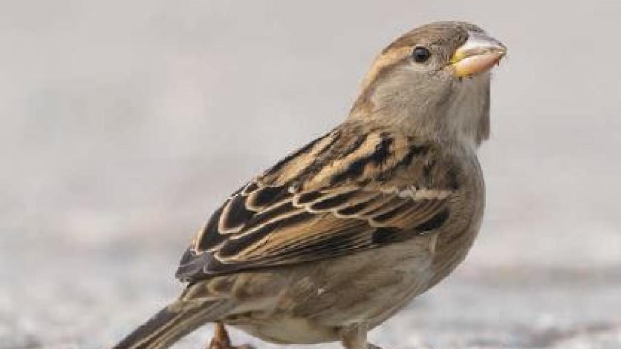 Standaard nestkasten bij renovatie