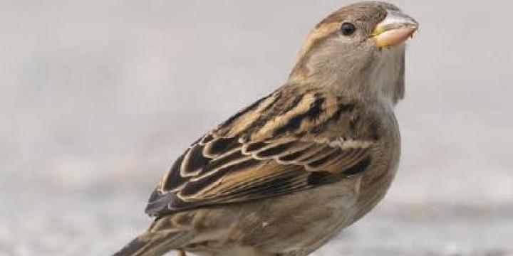 Standaard nestkasten bij renovatie